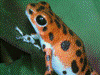 Oophaga pumilio