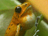 Oophaga pumilio