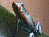 Oophaga pumilio