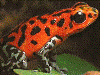 Oophaga pumilio