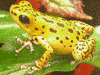 Oophaga pumilio