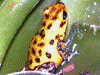 Oophaga pumilio