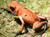Oophaga pumilio