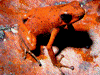 Oophaga pumilio