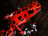 Oophaga pumilio