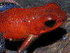 Oophaga pumilio