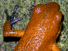 Oophaga pumilio