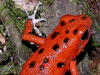 Oophaga pumilio