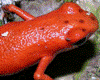 Oophaga pumilio