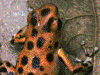 Oophaga pumilio