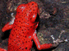 Oophaga pumilio