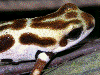 Oophaga pumilio