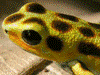 Oophaga pumilio