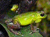 Oophaga pumilio