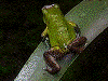 Oophaga pumilio