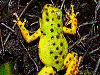 Oophaga pumilio