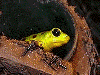 Oophaga pumilio
