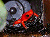 Oophaga pumilio