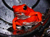 Oophaga pumilio