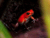 Oophaga pumilio