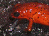 Oophaga pumilio