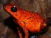 Oophaga pumilio