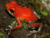 Oophaga pumilio