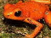 Oophaga pumilio