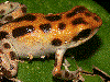 Oophaga pumilio