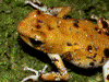 Oophaga pumilio
