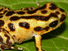 Oophaga pumilio