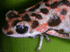 Oophaga pumilio