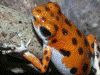 Oophaga pumilio