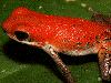 Oophaga pumilio