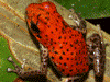 Oophaga pumilio