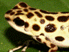 Oophaga pumilio