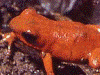 Oophaga pumilio