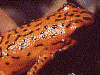 Oophaga pumilio