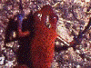 Oophaga pumilio