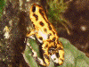 Oophaga pumilio