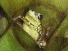 Oophaga pumilio
