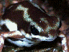 Oophaga pumilio