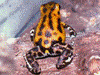 Oophaga pumilio