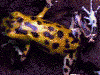 Oophaga pumilio