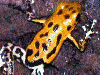 Oophaga pumilio