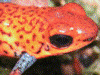 Oophaga pumilio