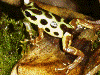 Oophaga pumilio