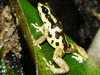 Oophaga pumilio