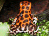 Oophaga pumilio