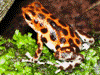 Oophaga pumilio